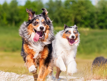two dogs running together
