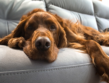 sleepy dog on the couch