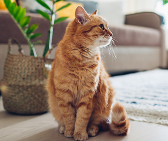 Allergy Care & Treatment