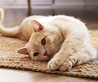 Wellness & Preventative Care